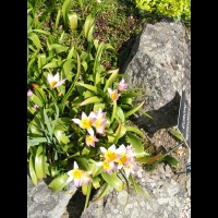 Tulipa Saxatilis (fam. Liliacees) (Crete) (01)